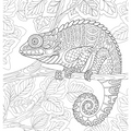 Animals Colouring Book for Adults, Stress Relieving Wildlife and Nature Designs for Relaxation and Mindfulness, Bold and Easy Anti-Stress Art Therapy Book, Gift for Men and Women