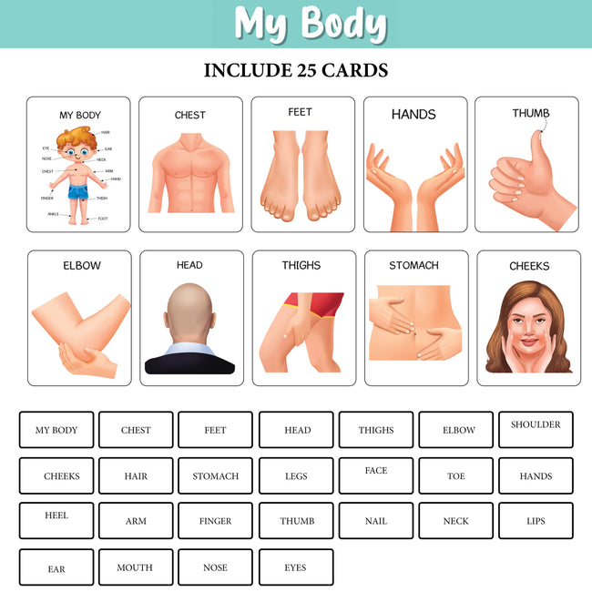 My First 100 Illustrated Flashcards: Alphabet, Numbers, My Body & Shapes - Explore The ABCs, Numbers, Anatomy, and Shapes, Fostering Early Literacy, numeracy, and Cognitive Development in Toddlers.