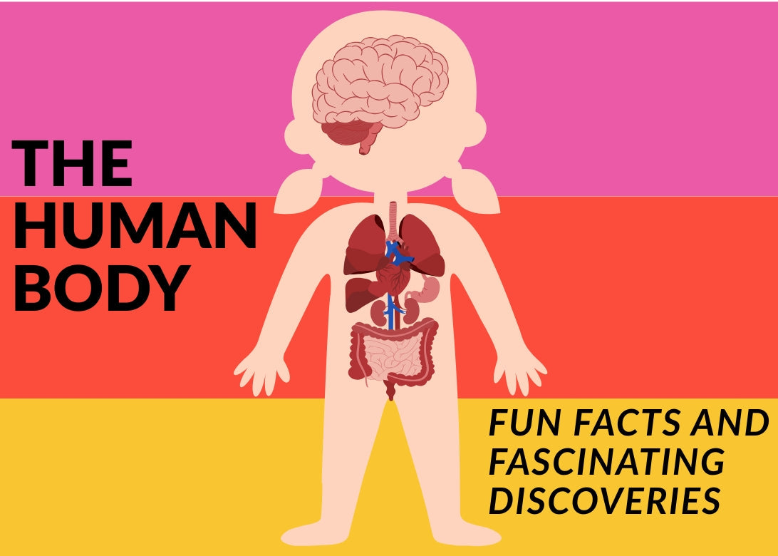 Amazing Human Body Facts for Kids: Discover the Incredible Machine Inside You!