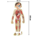 Human Body Puzzle Box for Kids I 50+ Jigsaw Puzzle Pieces & 25 My Body Flashcards I Educational Toy for Children Age 4+ I for Children