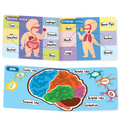 Picturepedia of My Body I Board Book for Kids Age 2+